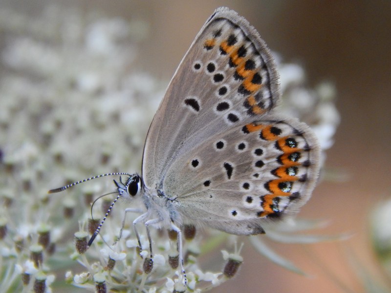 Questo Plebejus  un rebus...